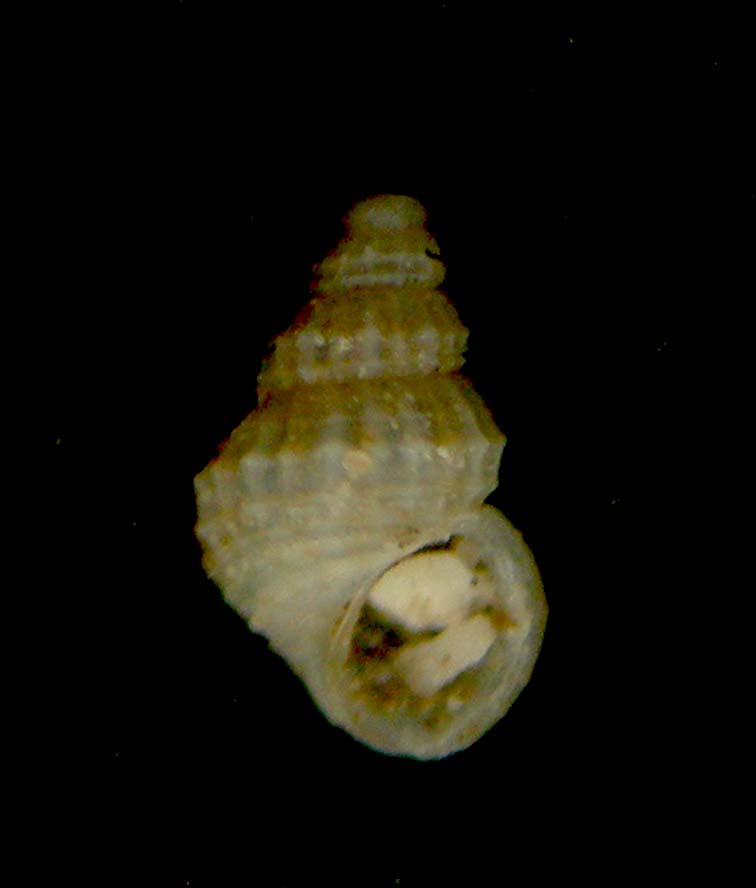 alvania sp canarie